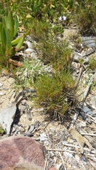 Distichlis distichophylla