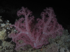 Dendronephthya hemprichi