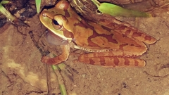 Smilisca cyanosticta