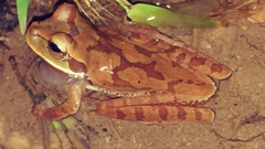 Smilisca cyanosticta