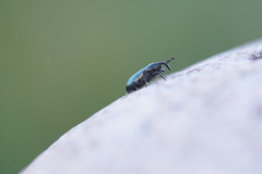 Baridina