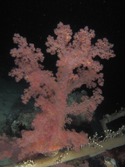 Dendronephthya hemprichi