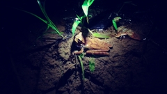 Smilisca cyanosticta