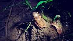 Smilisca cyanosticta