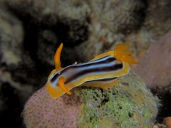 Chromodoris quadricolor