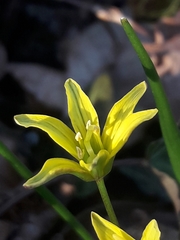 Gagea spathacea