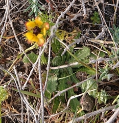 Adonis microcarpa
