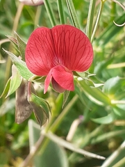 Lathyrus sphaericus
