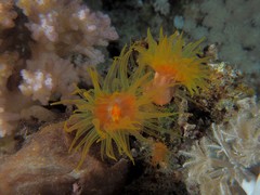 Cladopsammia gracilis