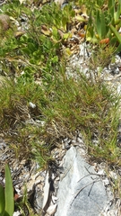 Distichlis distichophylla