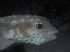 Cyclichthys spilostylus