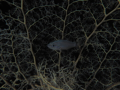 Cheilodipterus lachneri