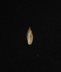 Olivella tergina