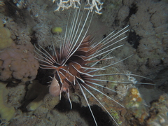 Pterois cincta