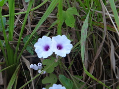 Ipomoea vivianae