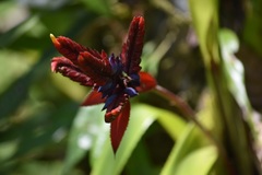 Aechmea tillandsioides