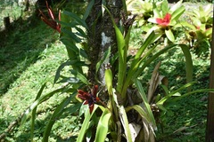 Aechmea tillandsioides