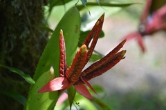 Aechmea tillandsioides
