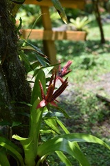 Aechmea tillandsioides