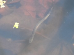 Erpobdellidae