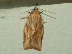 Clepsis therina