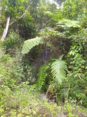 Cyathea horrida
