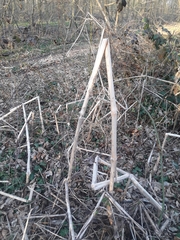 Impatiens glandulifera