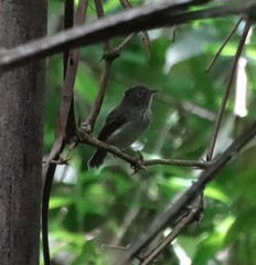 Lophotriccus eulophotes