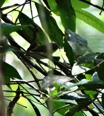 Lophotriccus eulophotes