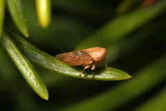 Tremulicerus fulgidus