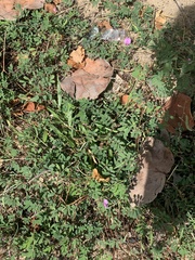 Tephrosia cinerea