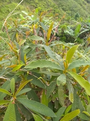 Rhytidophyllum bicolor