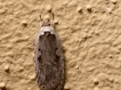 Agonopterix ocellana