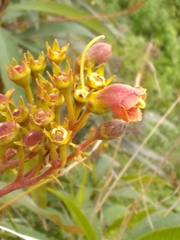 Rhytidophyllum bicolor