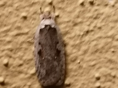Agonopterix ocellana