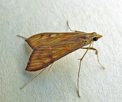 Sesame Leafroller
