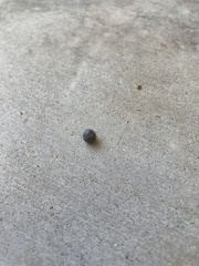 Armadillidium vulgare