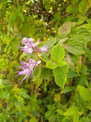 Vernonia saepium
