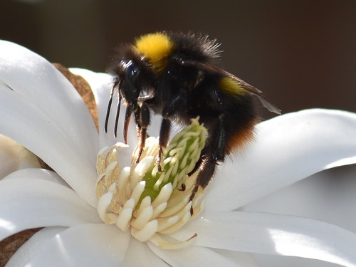 Early Bumble Bee, Groesbeek, Nederland, photo 10 of 10