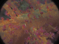 Dendronephthya hemprichi