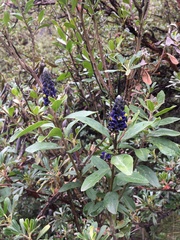Monnina salicifolia