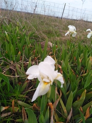 Irideae