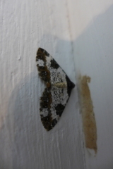 Melanthia procellata