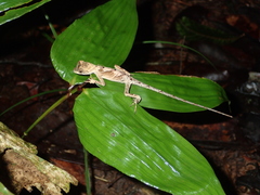 Anolis scypheus