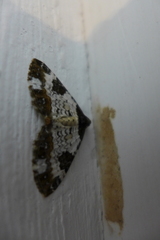 Melanthia procellata