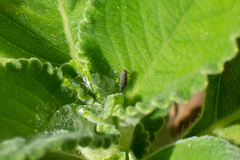 Macugonalia cavifrons