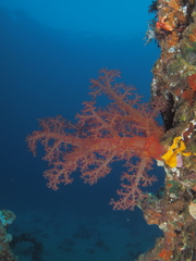 Dendronephthya hemprichi