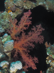 Dendronephthya hemprichi