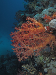 Dendronephthya hemprichi