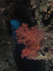 Dendronephthya hemprichi